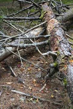 Fallen Dead Tree Trunks and Broken Branches on Forest Floor Stock Photos