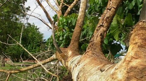 Fallen Dead Tree V1 Stock Footage 8828299