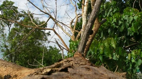 Fallen Dead Tree V2 Stock Footage 8828504