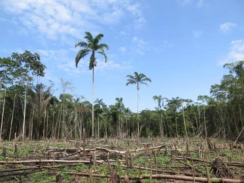 Fallen Dead Trees Site Illegal Forest Venezuela Stock Photos