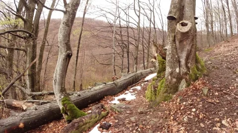 Fallen Deadwood and Leafless Trees on Background of Gray Slopes of Mountains Stock Footage 63957966