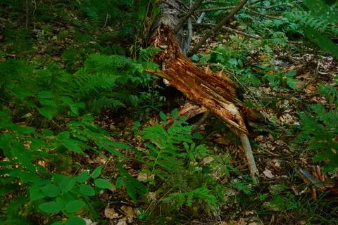 A fallen decaying tree trunk lies amidst lush green ferns and forest floor 스톡 사진