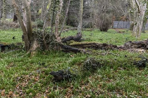 Fallen Decaying Tree Trunk in a Spring Forest Woodland Landscape with Grass Stock Photos