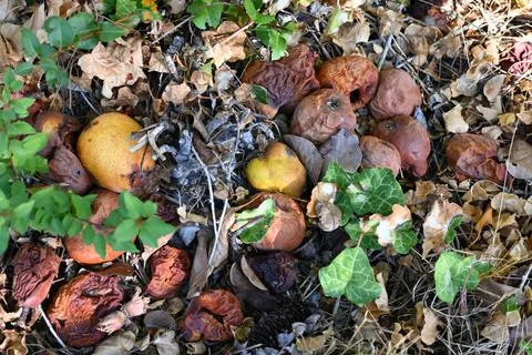 Fallen decomposing pears among leaves and ground cover Stockfoto's