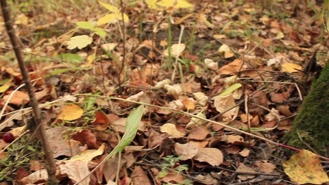 The fallen-down autumn foliage on wind Stock Footage 80627528