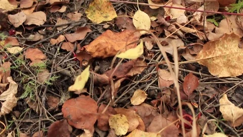 The fallen-down autumn yellow foliage Stock Footage 80627566
