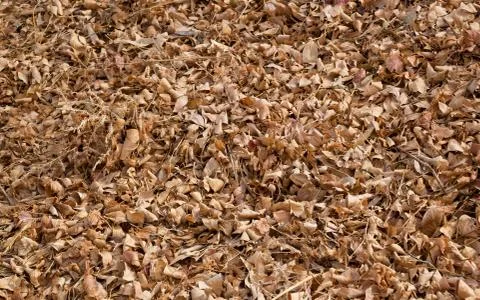 Fallen down in Fall Foto stock