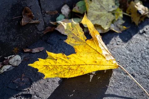 The fallen-down Golden leaf of the maple in the sunshine Stock Photos