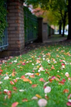 Fallen down leaves Stock Photos
