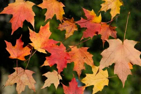 Fallen down leaves Stock Photos