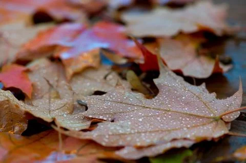 Fallen down leaves Stock Photos