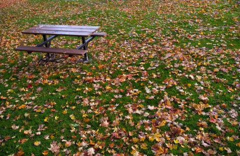 Fallen down leaves Stock Photos