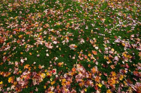 Fallen down leaves Stock Photos