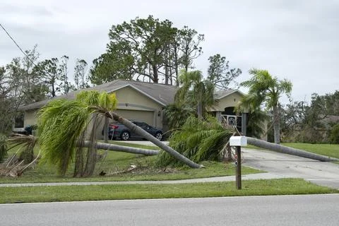 Fallen down palm tree after hurricane in Florida. Consequences of natural d.. Stock Photos