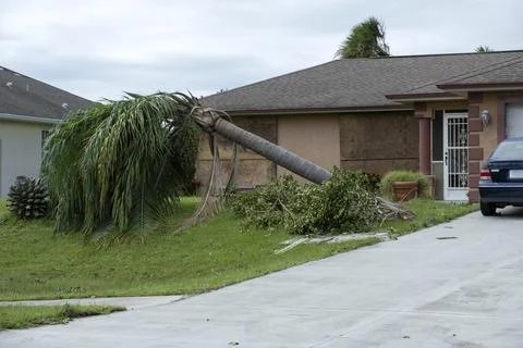 Fallen down palm tree after hurricane in Florida. Consequences of natural d.. Stock Photos