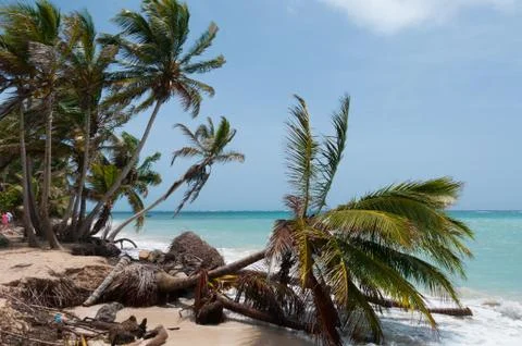 Fallen down Palm Tree in the wind on caribbean white sand beach coast under blue Stock Photos