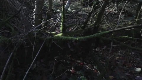 Fallen down tree in the forest Stock Footage 89763236