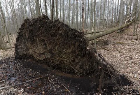 Fallen Down Tree Stock Photos
