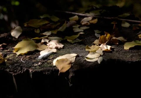 The fallen down yellow leaves Stock Photos