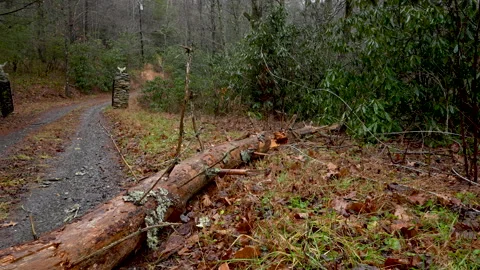 Fallen downed tree that has taken down electric power utility lines and cables Stock Footage 145744484