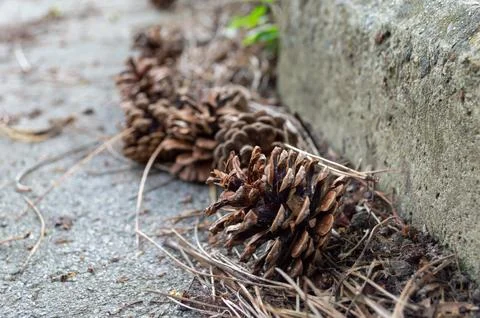 Fallen dried cones of coniferous trees Stock Photos
