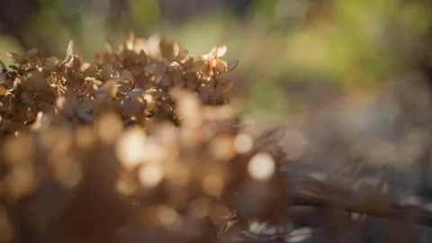 Fallen dried hydrangea head on gravel, lowangle macro with stems and green bokeh Vídeos de archivo 346397446