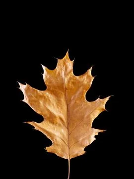Fallen dried oak leaf isolated on black Stock Photos