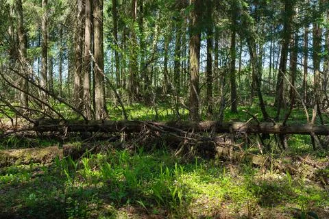 Fallen dried pine in the spring forest Stock Photos
