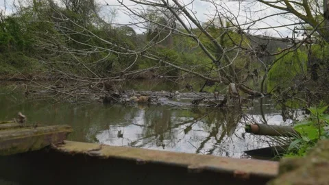 Fallen Dried Tree Branches in River with Accumulated Plastic Trash and Poll.. Stock Footage 334004445