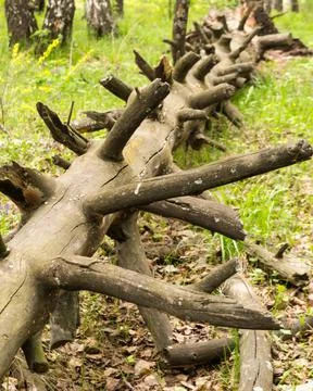 Fallen dried tree in the forest. quality photo Stock Photos