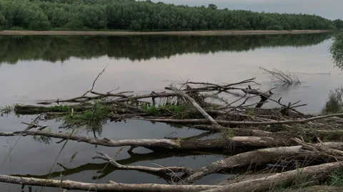 Fallen dried trunks and branches of trees in the flow of a fast river. Stock Footage 312249197