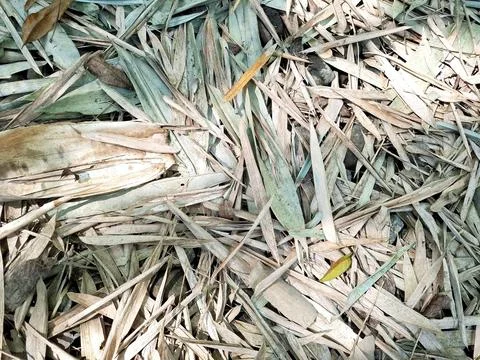 Fallen dry bamboo leaves pattern texture for abstract natural background de.. Stock Photos