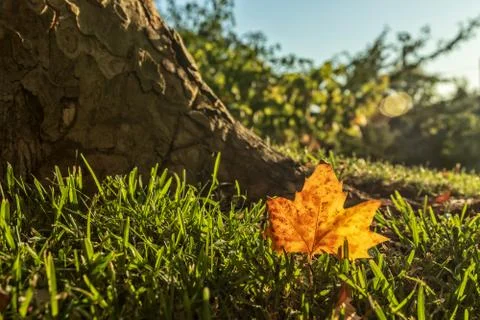Fallen dry leaf on grass field with sunset. Image alluding to autumn. Stock Photos