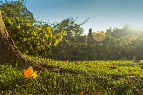 Fallen dry leaf on grass field with sunset. Image alluding to autumn. Stock Photos