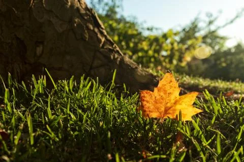 Fallen dry leaf on grass field with sunset. Image alluding to autumn. Stock Photos