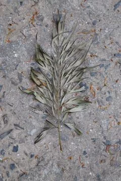 Fallen dry leaf on uneven concrete surface Stock Photos