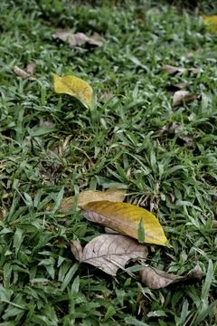 Fallen dry leaf on vibrant green park grass Stock Photos