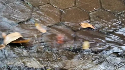 The fallen dry leaves are washed away Stock Footage 236189525