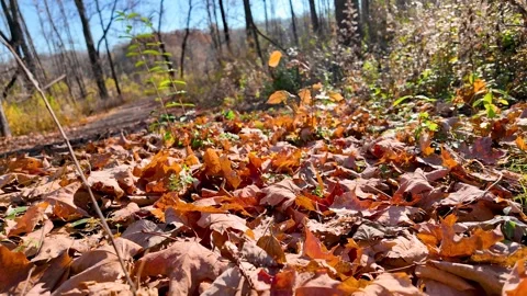 Fallen dry leaves during late autumn time. Stock Footage 255993387