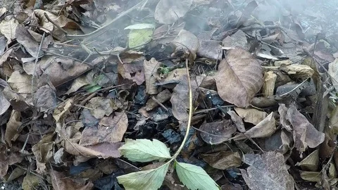 Fallen dry leaves Stock Footage 80888135