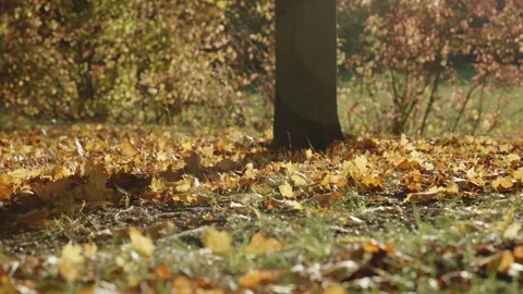 Fallen dry leaves on the ground next to tree trunk during cold windy day outdoor Stock Footage 256723002