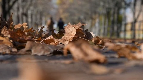 Fallen dry leaves lie on the path, people walk. Day off in autumn Park. Stock Footage 118088213