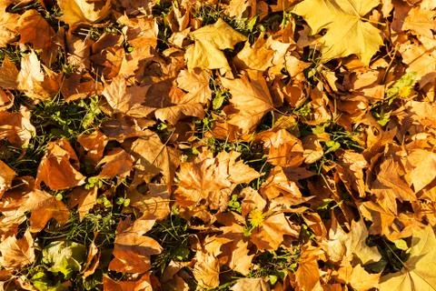 Fallen dry leaves Stock Photos