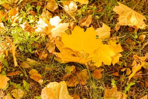 Fallen dry leaves Stock Photos
