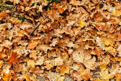 Fallen dry leaves Stock Photos