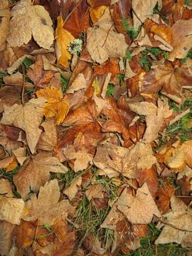 Fallen dry leaves of the tree cold autumn sad season end of cycle Stock Photos