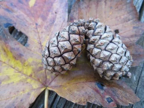Fallen dry leaves of the tree cold autumn sad season end of the pineapple cyc Stock Photos