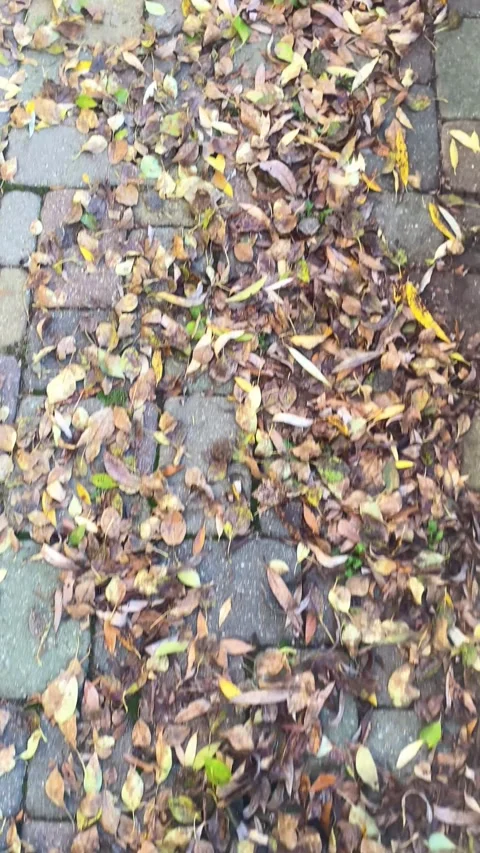 Fallen dry leaves. Vertical video Stock Footage 289668060