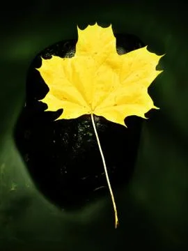 Fallen dry maple leaf on water, leaf stick on stone in stream Foto stock