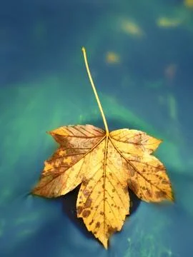 Fallen dry maple leaf on water, leaf stick on stone in stream Stock Photos